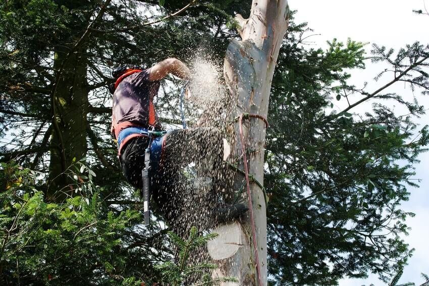 Tree Surgeons Mitcham CR4